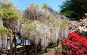 Mê mẩn ngắm vườn  hoa tử đằng ở công viên Ashikaga
